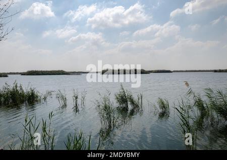 Al Karaana Lagoon, a stopover for Migratory Birds in Qatar Stock Photo
