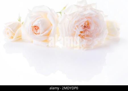 Festive flower composition on white background. Overhead view Stock Photo