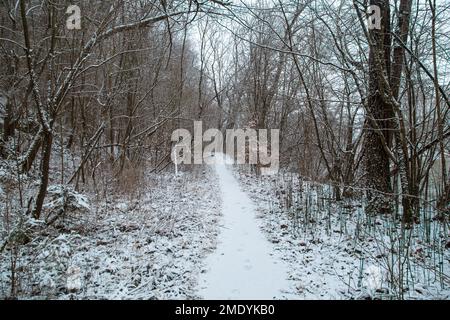 Forest covered in snow, Vorchdorf, Austria Stock Photo