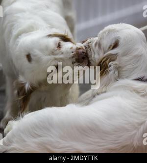 Two Clumber Spaniel gundogs nuzzlling each other Stock Photo