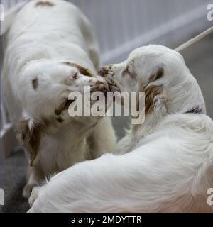 Two Clumber Spaniel gundogs nuzzlling each other Stock Photo