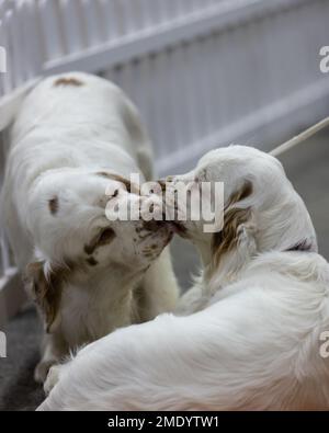 Two Clumber Spaniel gundogs nuzzlling each other Stock Photo
