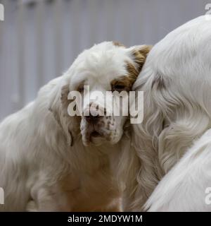 Two Clumber Spaniel gundogs Stock Photo