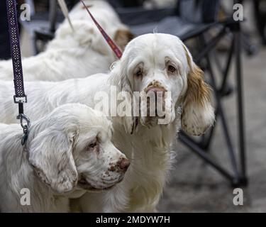 Two Clumber Spaniel gundogs Stock Photo