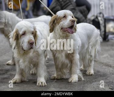 Two Clumber Spaniel gundogs Stock Photo
