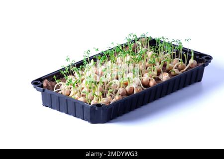 Close-up of peas microgreens with seeds and roots isolated on white. Sprouting Microgreens. Seed Germination at home. Vegan and healthy eating. Sprout Stock Photo