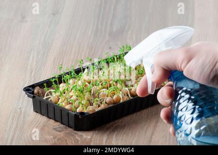 Close-up of peas microgreens with seeds and roots water spraying. Sprouting Microgreens. Seed Germination at home. Vegan and healthy eating. Sprouted Stock Photo