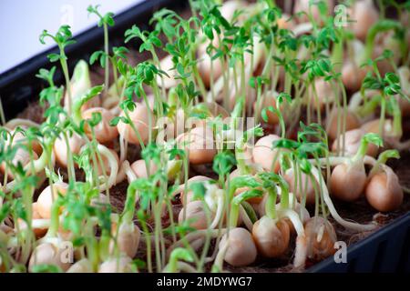 Close-up of peas microgreens with seeds and roots. Sprouting Microgreens. Seed Germination at home. Vegan and healthy eating concept. Sprouted peas Se Stock Photo