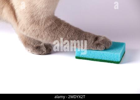Cat's paw on a kitchen sponge. Blue Dish washing sponge. Cat holding sponge by paw Stock Photo