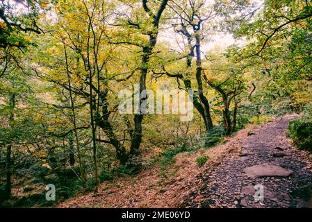 Padley Gorge, colours in this beautiful wooded valley in the Derbyshire Peak District, UK. Stock Photo