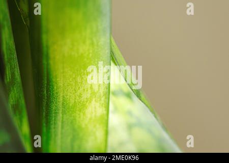 Leaf macro image. high resolution close up photo with copy space. Stock Photo