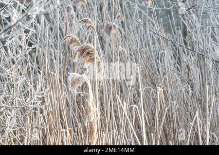 Frozen lake as Reading plunges to minus C 10 overnight- Study of glazed  reeds on lakeside with Ice formed overnight and glistening in the morning sun. Stock Photo