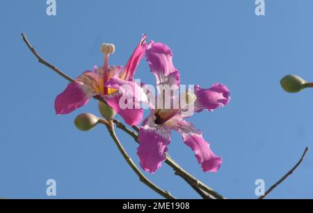 Ceiba blooms in the city's park Stock Photo