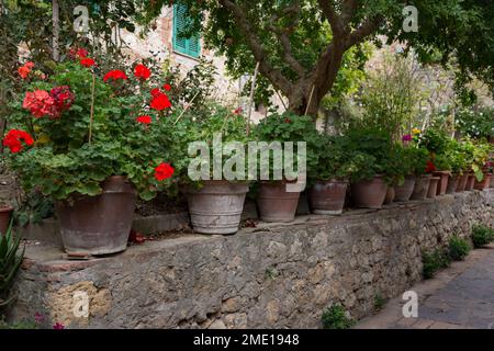 Terracotta potted plants lined up on a stone ridge in Tuscany, Italy. Stock Photo