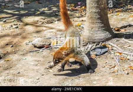 Coati looking for food on the floor in Tulum Quintana Roo Mexico. Stock Photo