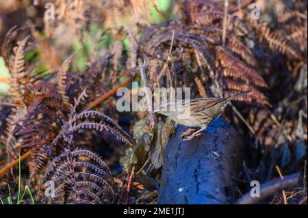 Dunnock, Prunella modularis, standing on a log amongst undergrowth. Winter, side view, looking left Stock Photo