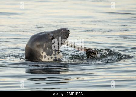 Harbor Seal (Phoca vitulina vitulina) enjoying a fish dinner as it swims in Hyannis Port Harbor, Cape Cod, Massachusetts Stock Photo