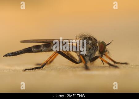 Natural closeup on the Common awl robberfly, Neoitamus cyanurus, a predator on other smaller flies and wasps Stock Photo