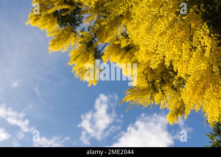 Scenic view of yellow mimosa blooming in winter in south of France in Saint Tropez Stock Photo