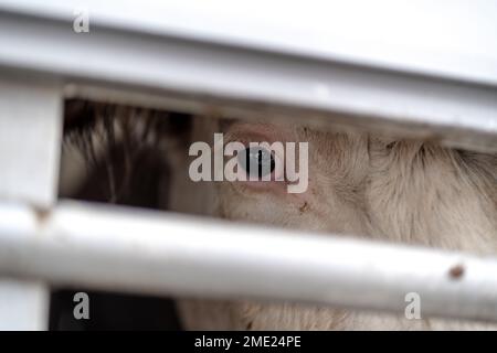 Transport of cows for the slaughter house in Czechia Stock Photo