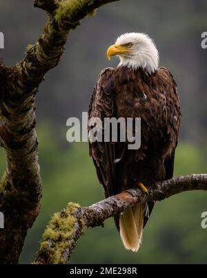 An adult Bald Eagle perched in a tree over the Quillayute River in Olympic National Park, Washington. Stock Photo