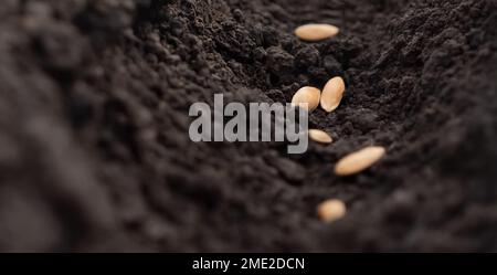 Planting concept. Melon seeds planting soil hole. Sowing seed of life plant earth closeup. Planting vegetable seeds soil ground dirt garden soil farm Stock Photo