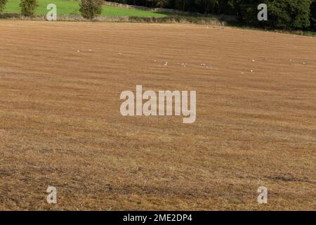 A grazing field that has been treated with weedkiller (herbicide).  The grass has gone orange after the chemical treatment. Stock Photo