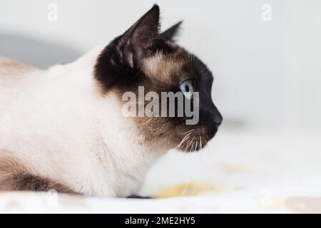 Adorable fluffy Siamese cat with blue eyes lying on bed and looking away while resting in bedroom Stock Photo