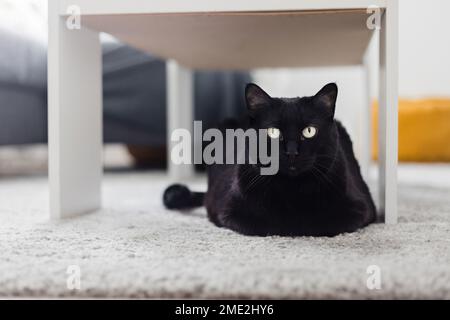 Adorable black domestic cat with green eyes lying on carpet under table and looking at camera Stock Photo