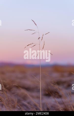Soft focus of lonely dry grass growing on meadow under sky in countryside during sunset in Iceland Stock Photo