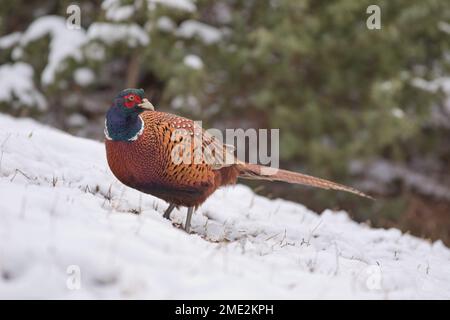 Winter closeup of a male common pheasant (Phasianus colchicus) standing in snow Stock Photo