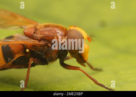 Natural closeup on a large hornet mimic hoverfly Volucella zonaria, sitting on a green leaf in the garden Stock Photo