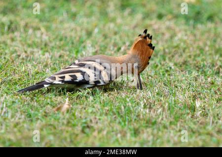 Hoopoe is looking for insects in the roots of grass Stock Photo