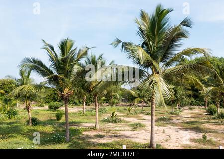 Coconut tree or Cocos nucifera young plants in Pondicherry, India Stock Photo