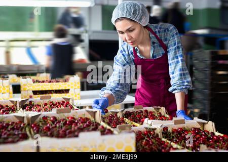 Woman in cherry warehouse Stock Photo