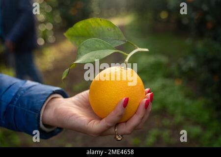 Hand of woman holding fresh ripe orange Stock Photo