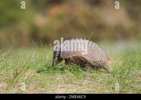 Armadillo in desert environment, Peninsula Valdes, Unesco World Heritage Site,Patagonia, Argentina. Stock Photo