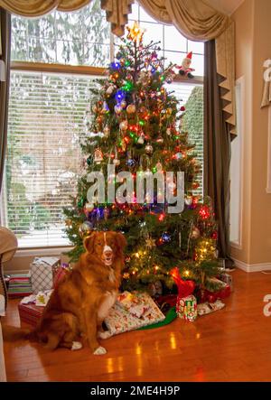 Live Christmas tree Stock Photo