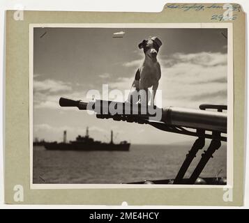 Has Anybody Here Seen Kelly?. Yeah! That's 'Kelly' sittin' up there on the aft gun barrel. 'H.E. (High Explosive) Kelly' is the salty mascot of a Coast Guard-Manned invasion transport now helping to kick the daylights out of the Japs in the far Pacific. Born on an 83-footer in the Atlantic, 'Kelly' has served on two oceans and only been ashore twice in his life - on the docks of Honolulu and on the Battle-scarred beach of Eniwetok. He's down on the ship's muster roll as a gunner's mate second class, promoted two jumps for his exceptional barking as Saipan. Kelly's closest chum and bunkmate is Stock Photo