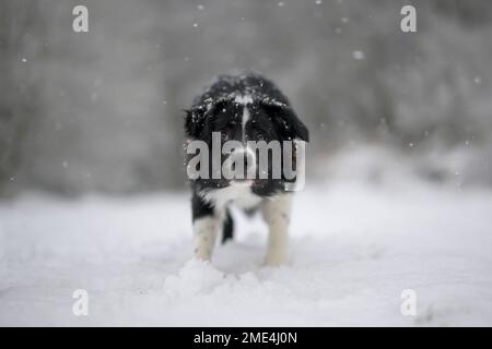 Border Collie standing in snow Stock Photo