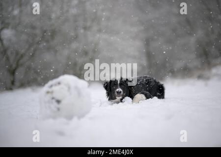 Border Collie puppy sitting in snow Stock Photo