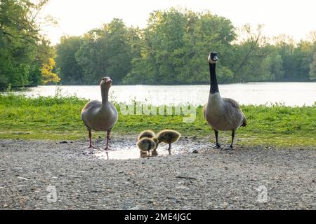 Pair of Canada Geese with goslings Stock Photo