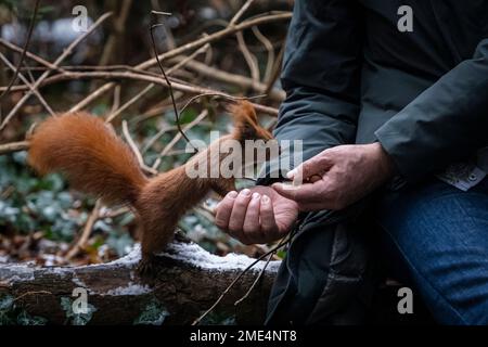 Hands of man feeding nuts to squirrel in forest Stock Photo