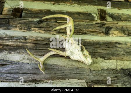 Deer’s skull and antlers mounted on the wall of a pioneer cabin at the Whippoorwill Academy and Village in Ferguson, North Carolina. Stock Photo