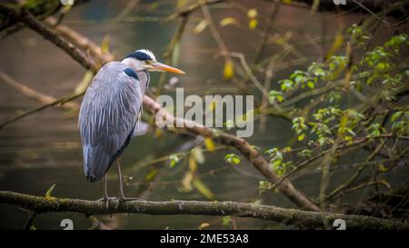 Gray heron (Ardea cinerea) perching on branch Stock Photo