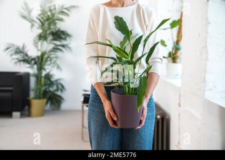 Businesswoman holding potted plant in office Stock Photo