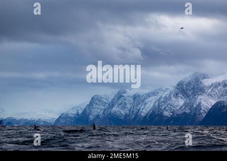 group of orcas swimming in winter in a Norwegian fjord Stock Photo