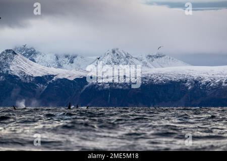 group of orcas swimming in winter in a Norwegian fjord Stock Photo