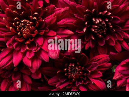 Burgundy chrysanthemum flowers close up Stock Photo