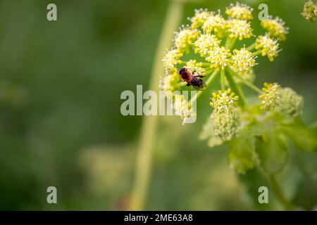 Bee on alexanders or Smyrnium olusatrum L. in spring, close up Stock Photo